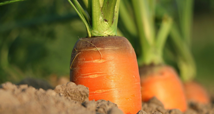 Такие сорта морковки бьют все рекорды по всходам: ведра ломятся от урожая, соседи завидуют