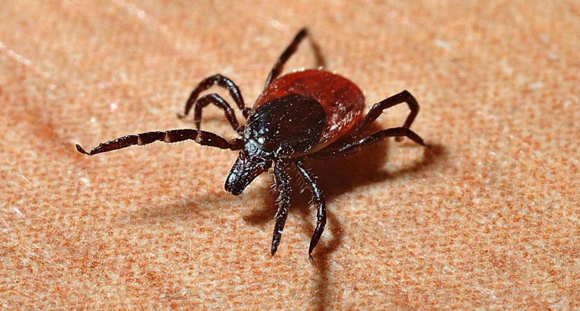 Клещи даже не сунутся: эксперты советуют посадить это растение на участке – весь сезон будете отдыхать безопасно