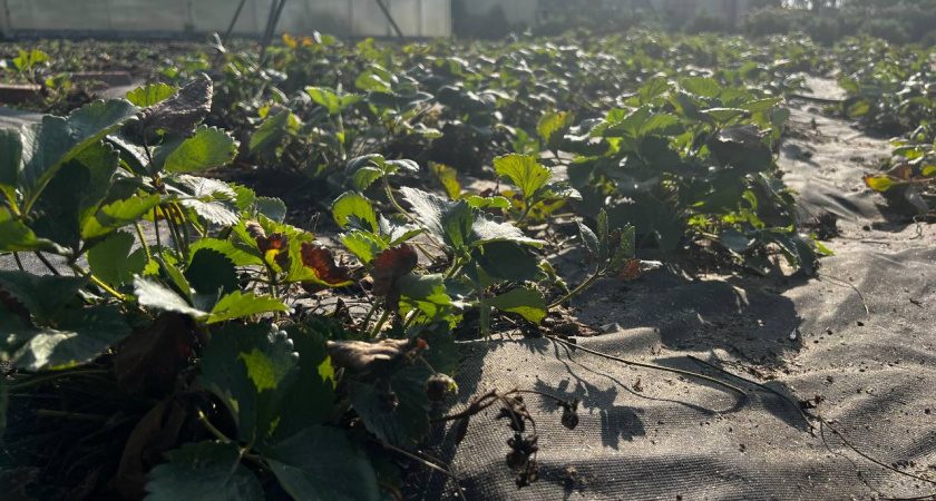 Какую почву любит клубника: готовим землю под посадку — не делайте эту роковую ошибку