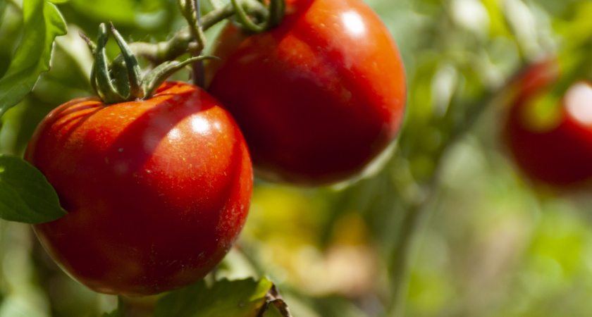 Сажаем только такие 2 сорта помидоров — и нарадоваться не можем: очень сладкие и весом под 1 килограмм