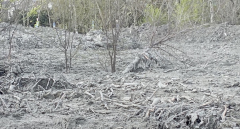 Южные пруды в Новороссийске под угрозой: берега разрушены, не вывезенный ил убивает деревья