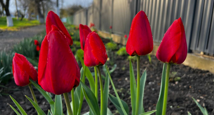 "Зима отступает": Вильфанд озвучил положительный прогноз на Пасху