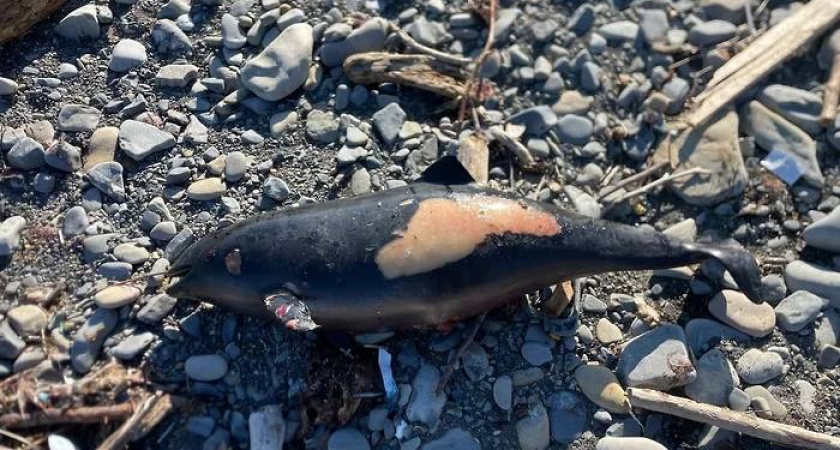 Четырех мертвых дельфинов выбросило на берег в Южной Озереевке под Новороссийском