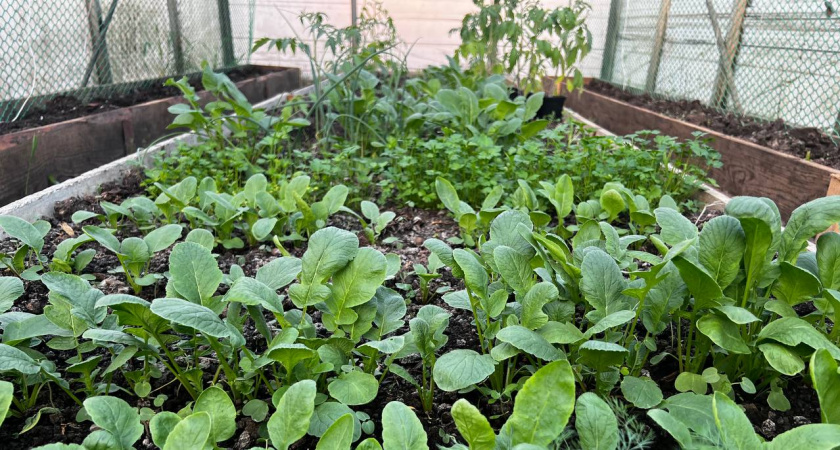 Это средство из луковой шелухи и йода для подкормки рассады сделает ее мощной и здоровой и сэкономит вам приличные деньги