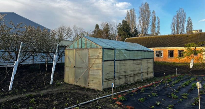 Как вырастить крупные огурцы и помидоры в одной теплице - 3 простейших лайфхака весной