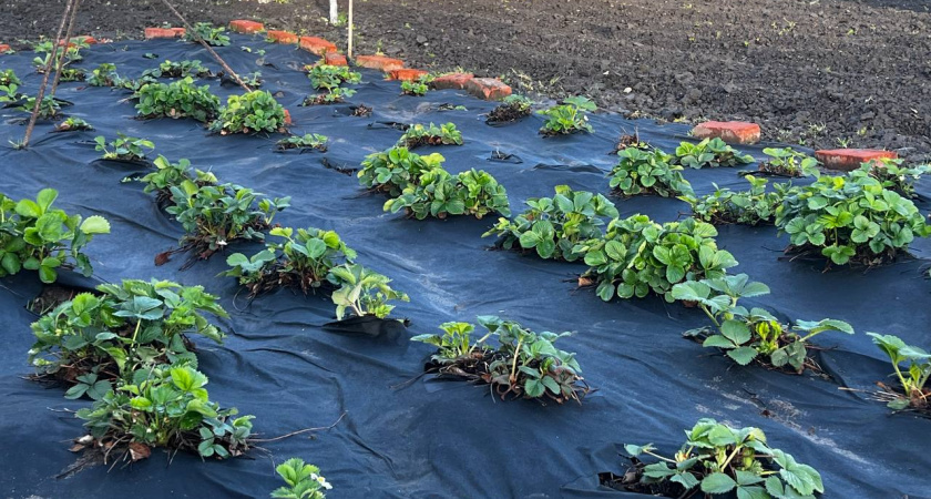 При первой обработке – обязательно, смешиваем 12 г с водой – собираем клубнику тоннами: ягоды как на выставку