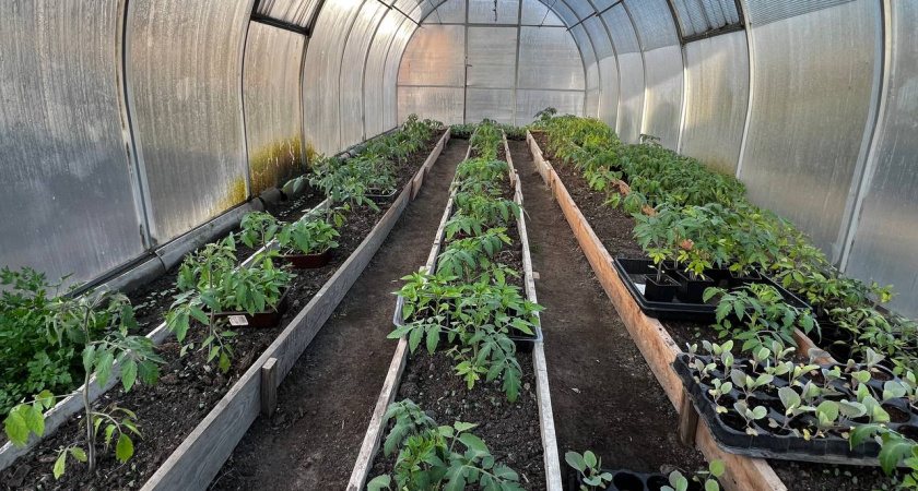 После пикировки рассада только этого и ждет: 5 капель на 1 литр — и корни будут сильными, а стебли — мощными