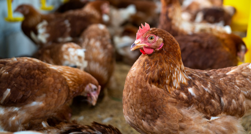 Курятники под строгим запретом: для россиян, которые  держат кур, принято новое решение