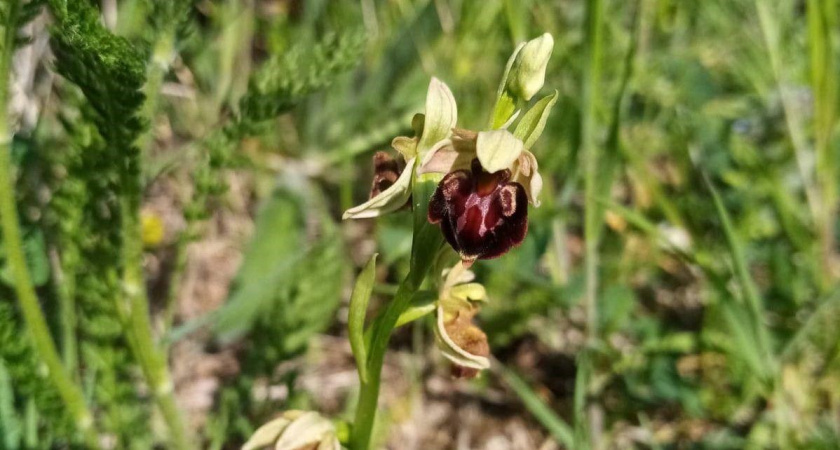 В Новороссийске зацвели редкие орхидеи: офрисы можно встретить на улиах города