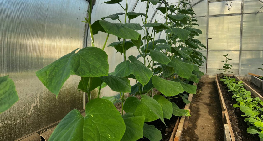 Вытянулась рассада огурцов? 3 шага от опытной огородницы Галины Кизимы, которые спасут урожай