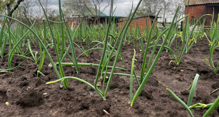 Когда нужно сажать лук в открытый грунт, чтобы стрелок не было: лучшие дни в мае - рассказали опытные огородники