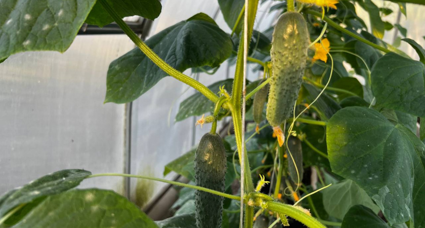 Дачники, сажаю огурцы в пакеты - урожай уже в мае: у соседей вылазят глаза от удивления