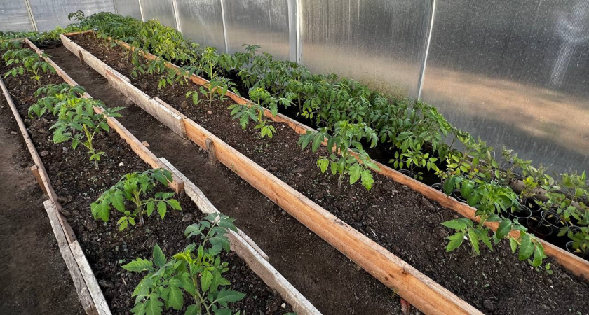 Что положить в лунку при высадке перца в грунт, чтобы он быстрее тронулся в рост и поразил щедрым урожаем