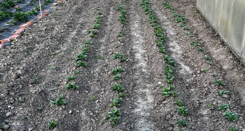 "Посадила между картошкой и собрала в два раза больше": действенные схемы по повышению урожая