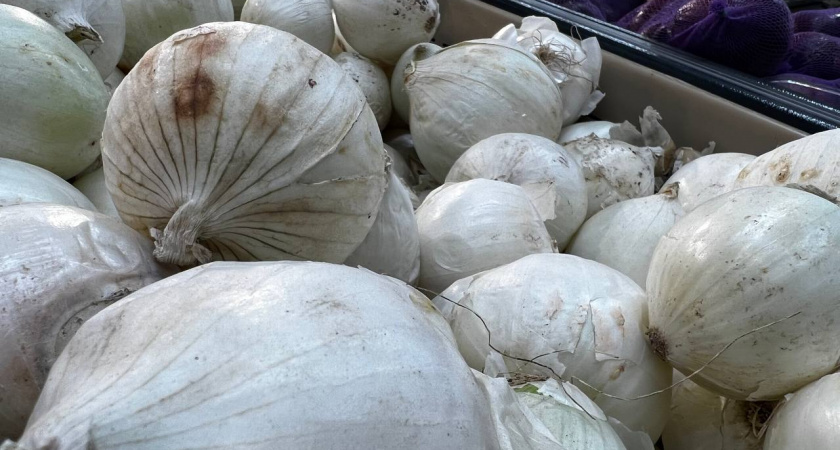 Когда нужно сажать лук в открытый грунт, чтобы стрелок не было: благодатные дни в мае