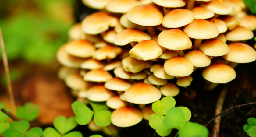 Ученые назвали самый полезный гриб: не шампиньоны, не вешенки и в разы полезнее лисичек