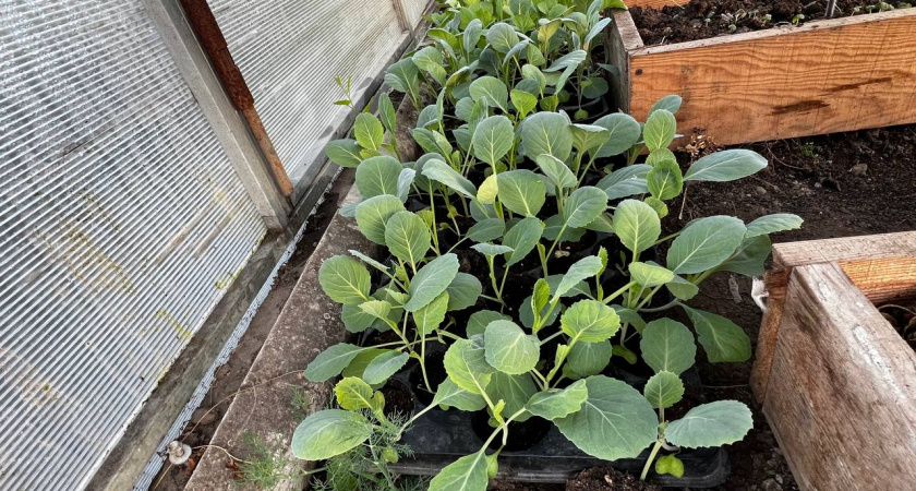 Ни крупинки в лунку: ушлые дачники «душат» томаты адскими удобрениями — 3 ошибки, и ни один помидор не поспеет