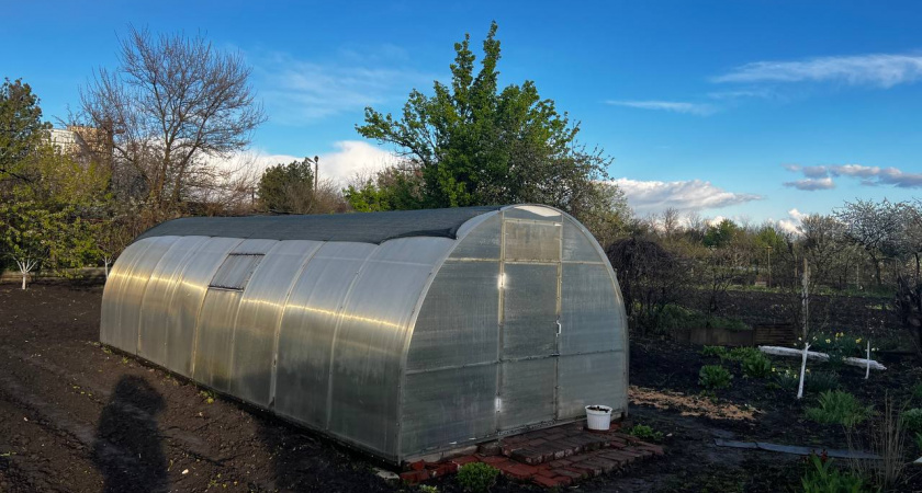 Посадила и бед не знаю - белокрылка ненавидит, когда в теплице растёт один овощ. Сразу улетает со свистом