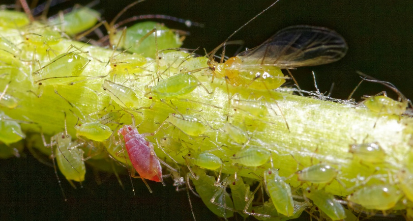 Больше никакой тли: полностью исчезает после элементарного домашнего средства