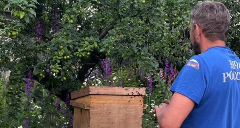 «Мы можем многое!»: спасатели Новороссийска сняли рой пчел с дерева под окном горожанки