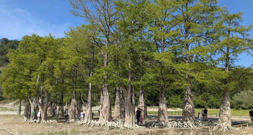 Под Анапой пересыхает озеро Сукко: болотные кипарисы могут погибнуть без воды