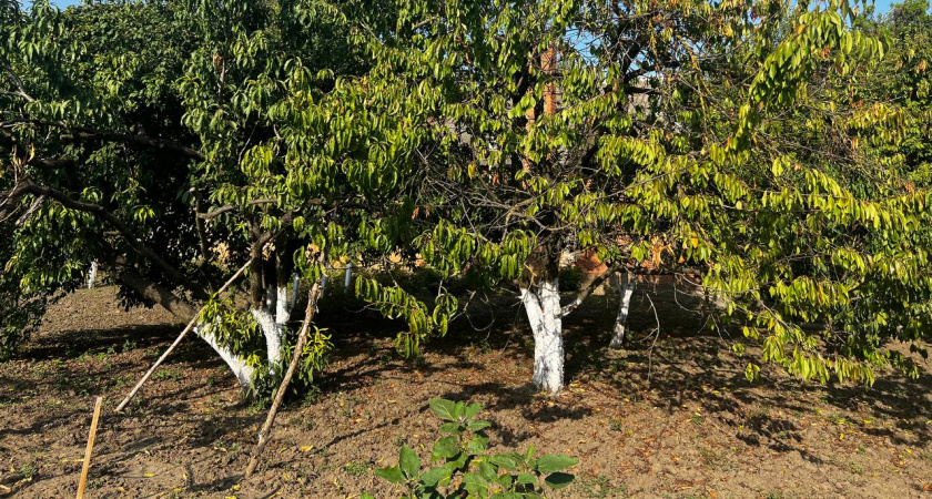 Одна ложка на ведро и земля как новая: уйдут все вредители, а урожая станет в два раза больше