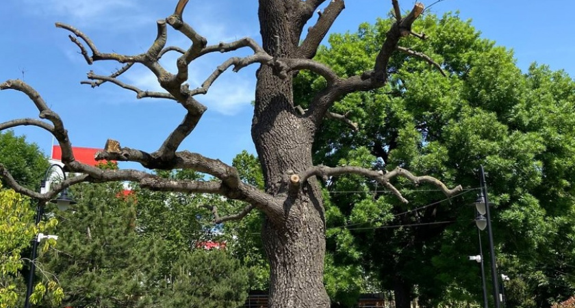 Засохшее дерево в сквере Чайковского в Новороссийске хотят переработать в арт-объект