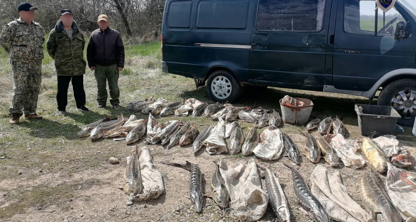 В Приморско-Ахтарском районе местные жители подозреваются в незаконной добыче особо ценных видов рыб