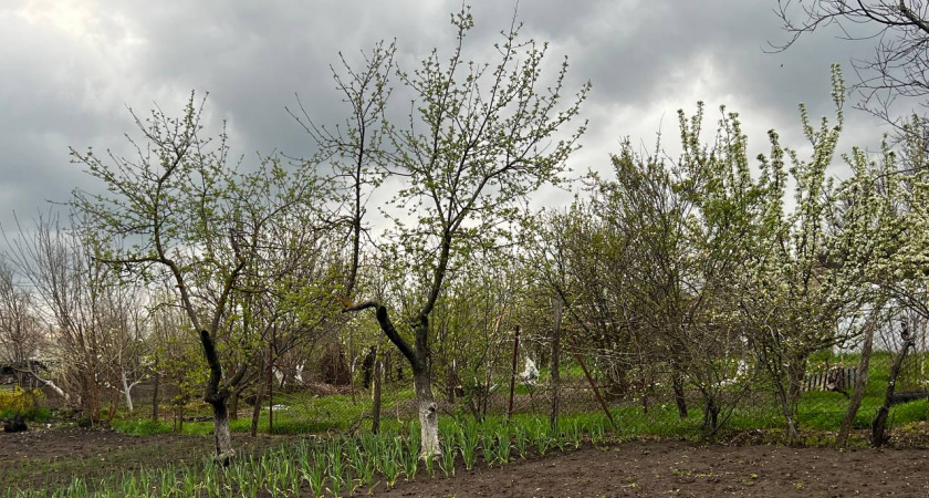 Не сода и не отрава: вот как быстро избавиться от тли на даче – падет замертво за пару минут