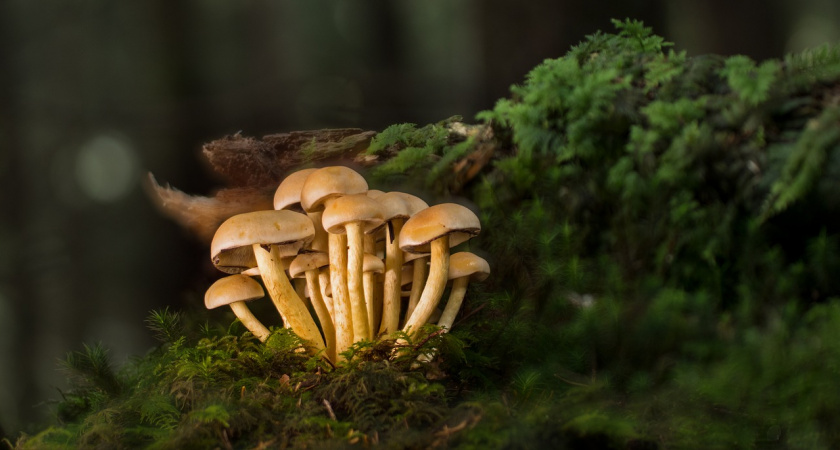 Строго запрещено с 1 июня: грибников теперь будут поголовно штрафовать за эти нарушения