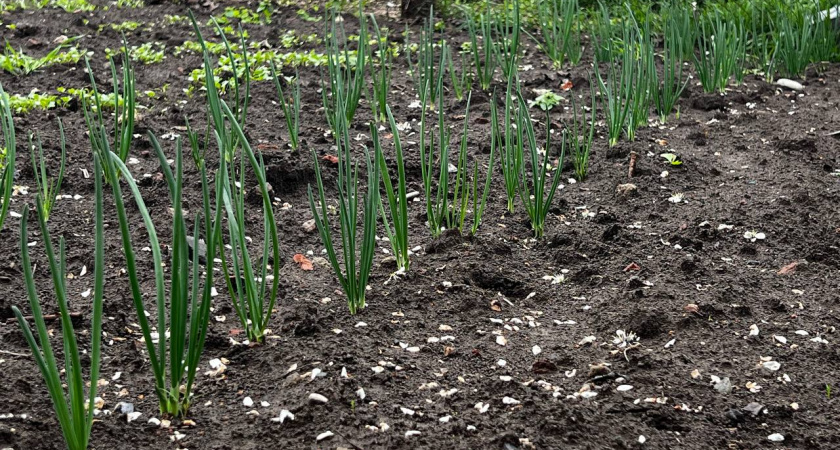 Кинул на грядку — луковая муха исчезла моментально — лук за 3 дня из пожелтевшего превратился в зеленый