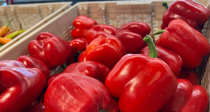 Не навоз и не компост: вот чем полить перцы до 15 июня: плоды в ладонь даже помещаться не будут