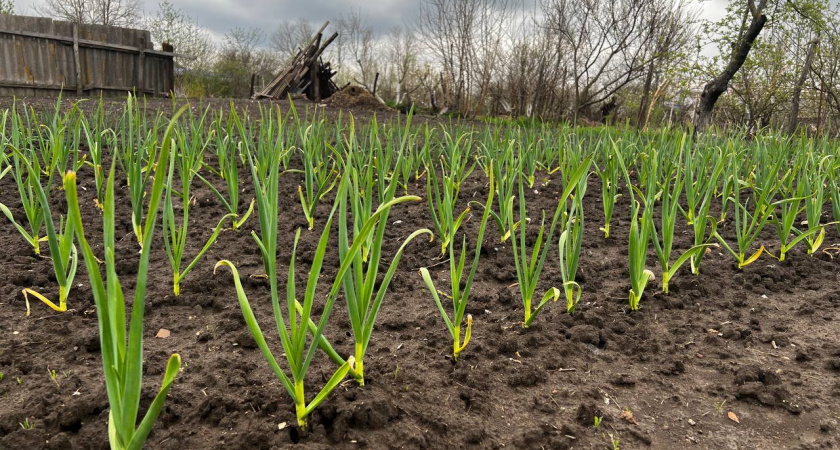 Не соль и не йод: вот чем важно полить пожелтевший чеснок – реанимация за 24 часа  