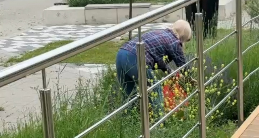 Ни стыда, ни совести: пенсионерка срезает лаванду в парке Фрунзе в Новороссийске 