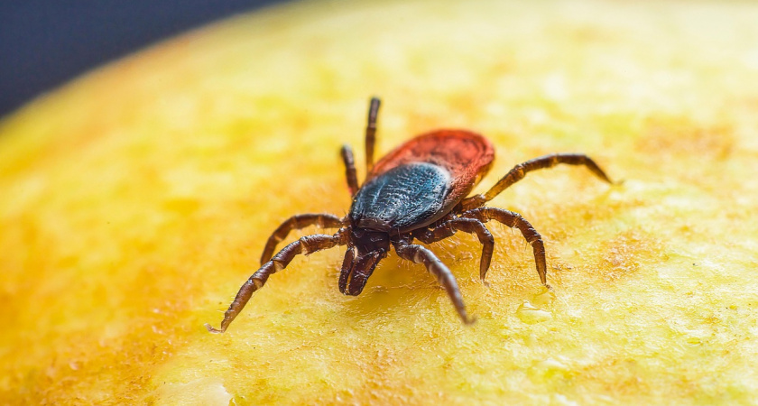 Простой способ узнать, есть ли клещи у вас во дворе и на даче: достаньте только одну вещь из дома