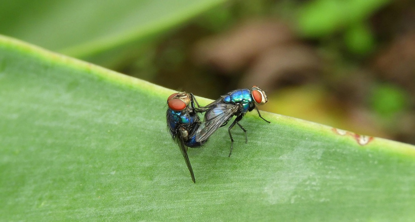 Мухи в панике бегут: вот, что действительно 100% работает