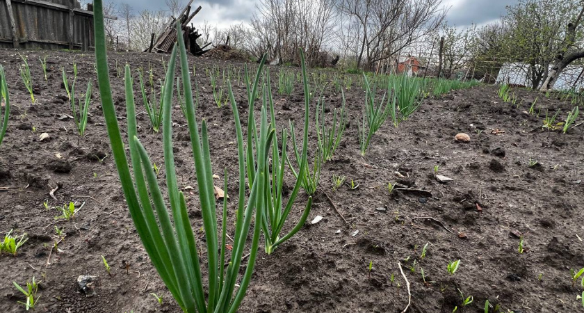 Бросил на грядку — луковая муха исчезла моментально — лук за 3 дня из пожелтевшего превратился в зеленый