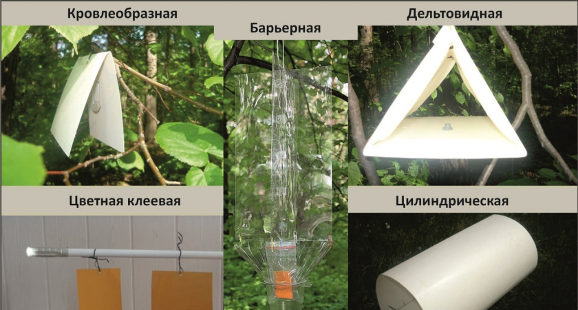 Феромонные ловушки: экологичный щит для сельского хозяйства