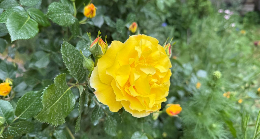 "Нас ждут 4 месяца лета": Роман Вильфанд объявил об аномальной жаре и обильных осадках в ряде регионов