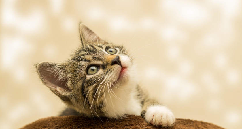 Не успели привязаться, а их уже нет - эти любимые породы кошек живут меньше 10 лет