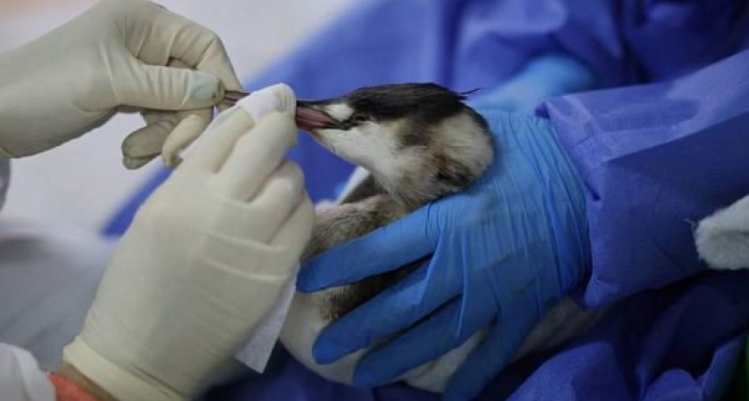 В Новороссийске закрылся центр по спасению птиц