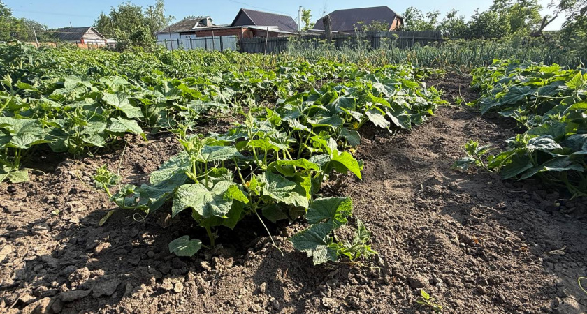 Опрыскиваю огурцы янтарной кислотой во время цветения так, и завязи даже появляются на пустоцветах