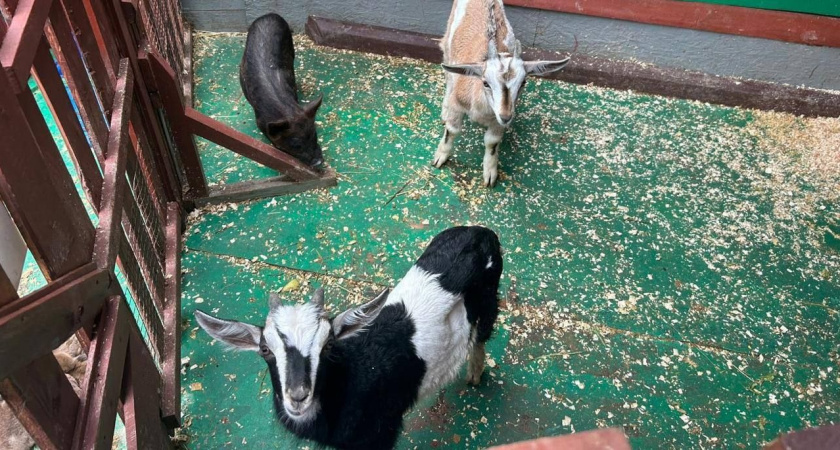 Жительница Новороссийска открыла в Геленджике незаконный контактный зоопарк