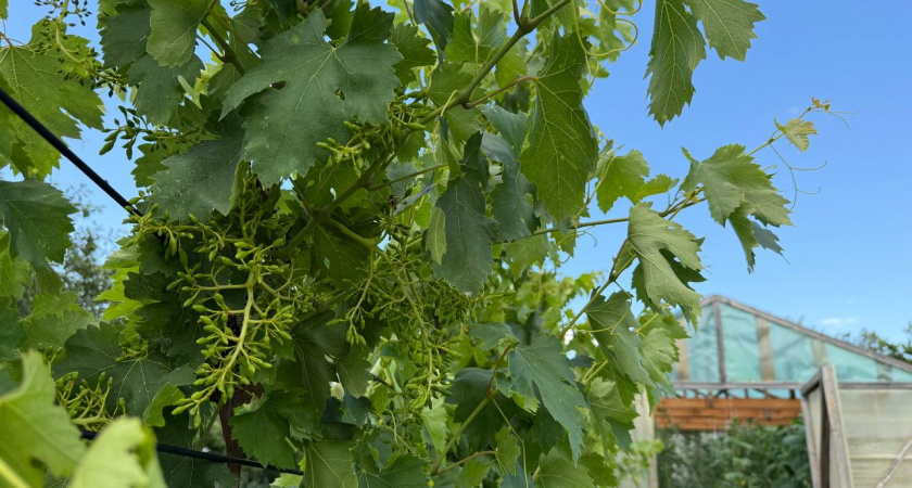 До конца июня винограду — обязательно: заливаю в опрыскиватель это средство — ягоды крупные и сочные — урожай больше в 3 раза