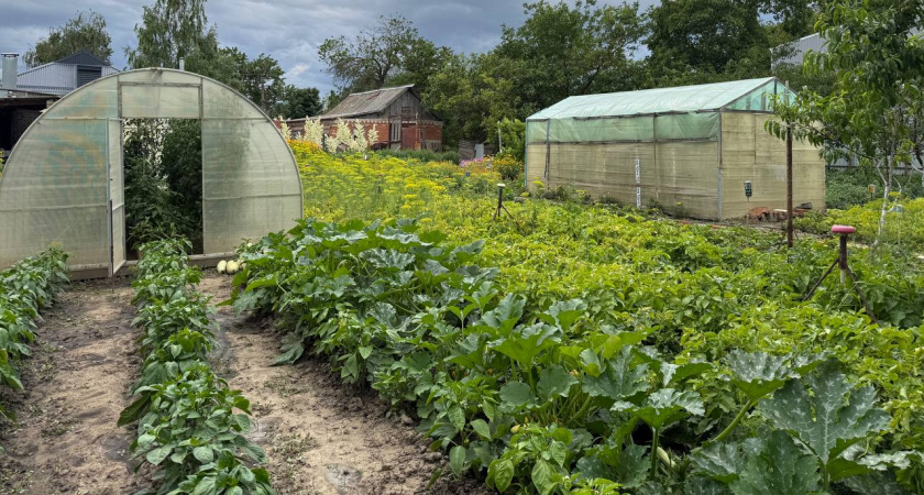Между дачных дорожек больше не будет сорняков: избавилась за один присест - литр кипятка + соль + уксус