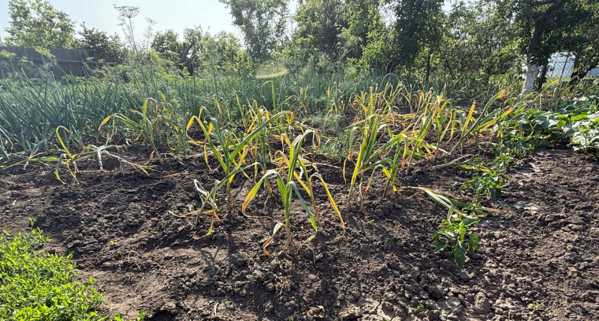 Не соль и не йод: вот чем обязательно нужно полить пожелтевший чеснок – реанимация за 24 часа