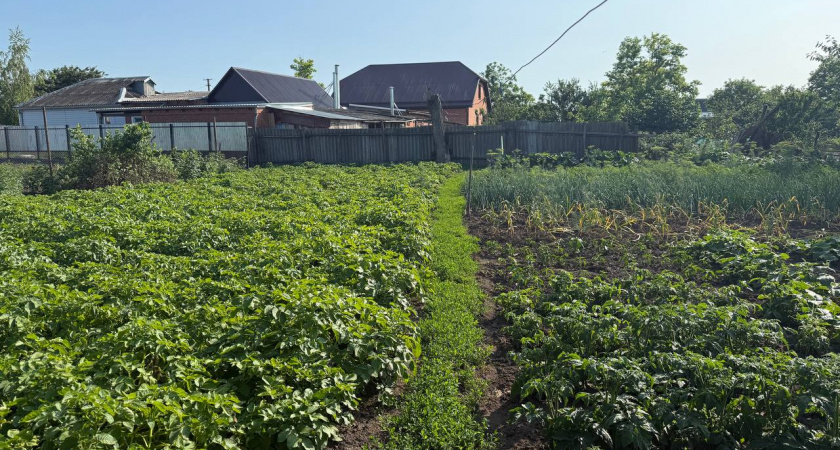 Засыпаю крупу в емкость — и муравьи даже пощады не попросят: сами уничтожат колонию «в пыль»