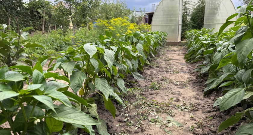 Между дачных дорожек больше не будет сорняков: избавилась за один присест - литр кипятка + соль + уксус