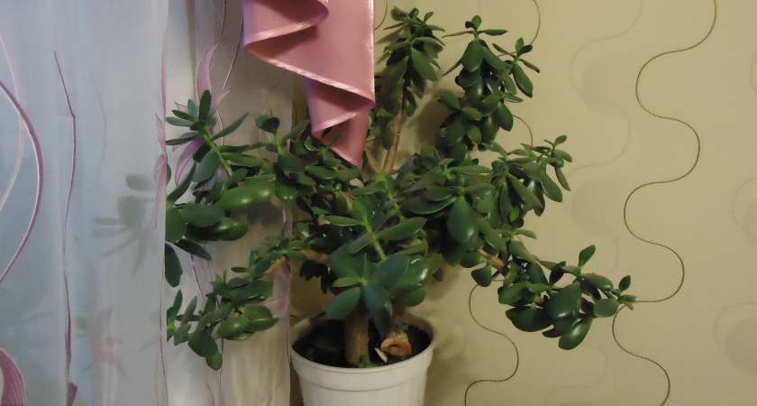 Немедленно уберите этот комнатный цветок из дома: притягивает несчастья и беды несмотря на приметы