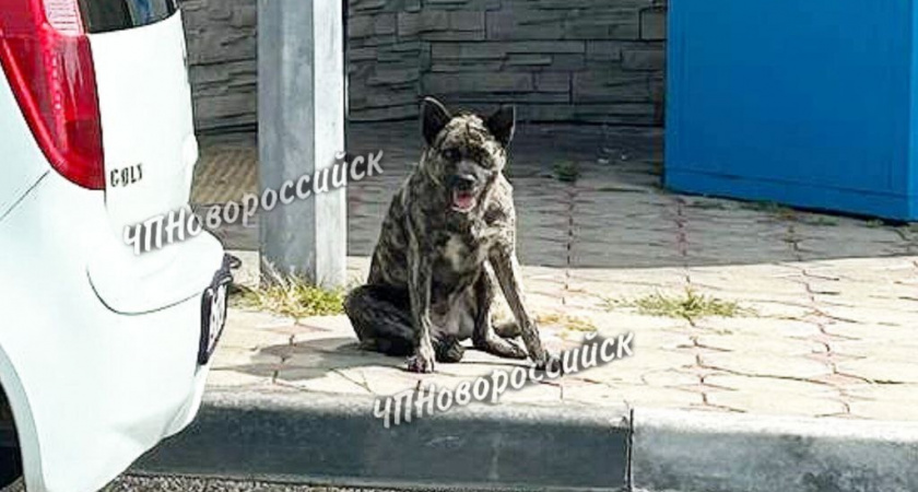 Будьте осторожны! Новороссийцы заметили шакала на одной из улиц города